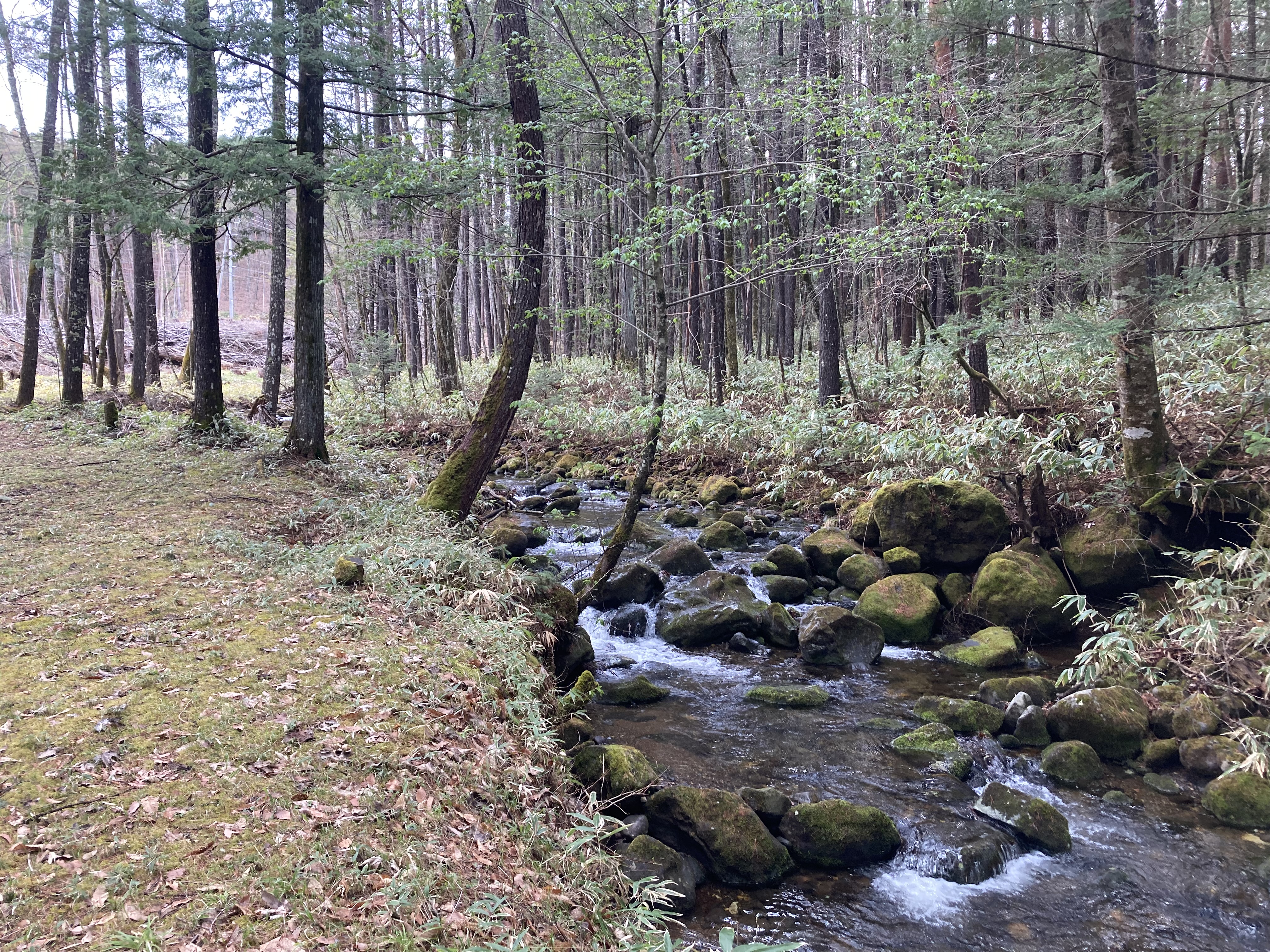 敷地内の渓流