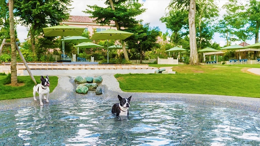 【小型犬専用ドッグラン】じゃぶじゃぶ池で水遊び♪