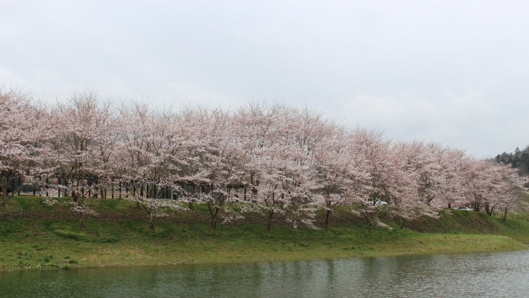 白竜湖の桜並木