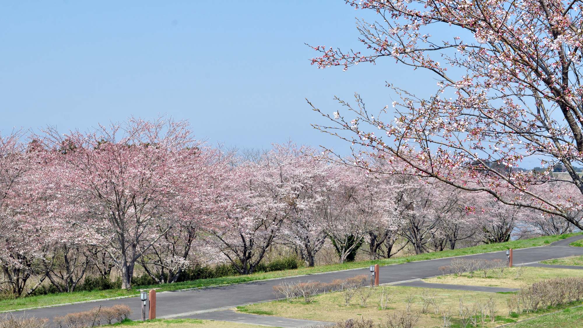 【周辺：長沼フートピア公園】春にはたくさんの桜が咲きます