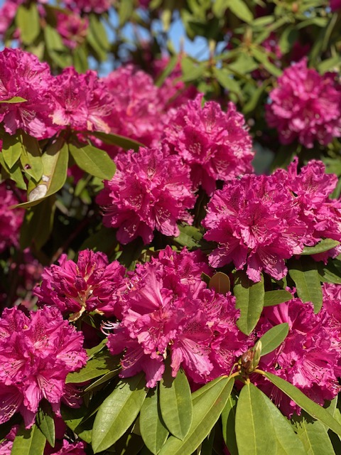 周辺観光：星の花公園（春ごろ）