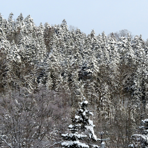 【周辺】近くの林も雪化粧