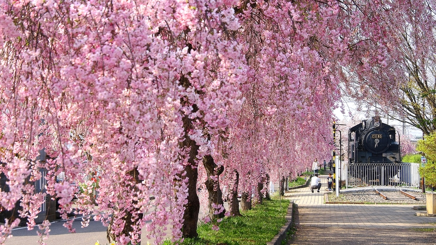 【日中線記念 自転車歩行者道】約3㎞にわたって約1,000本のシダレザクラが咲き誇る（車で約20分）