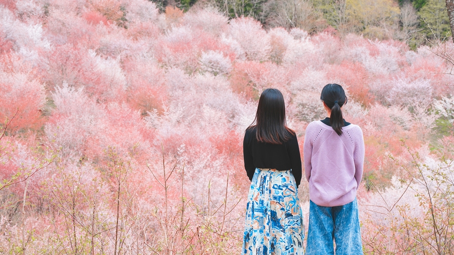 【桜峠】例年4月下旬～5月上旬にかけて3,000本もの桜が咲き誇ります。（車で約20分）