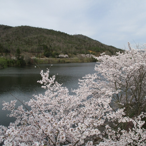 春の風景～桜