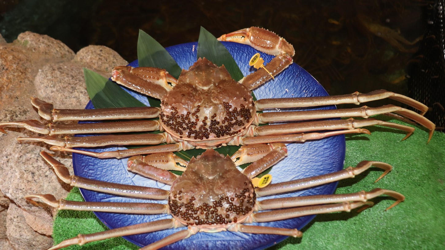 【県漁連タグ付】大きいサイズ1．3キロ級の越前一番蟹のハーフコース＜一泊二食＞