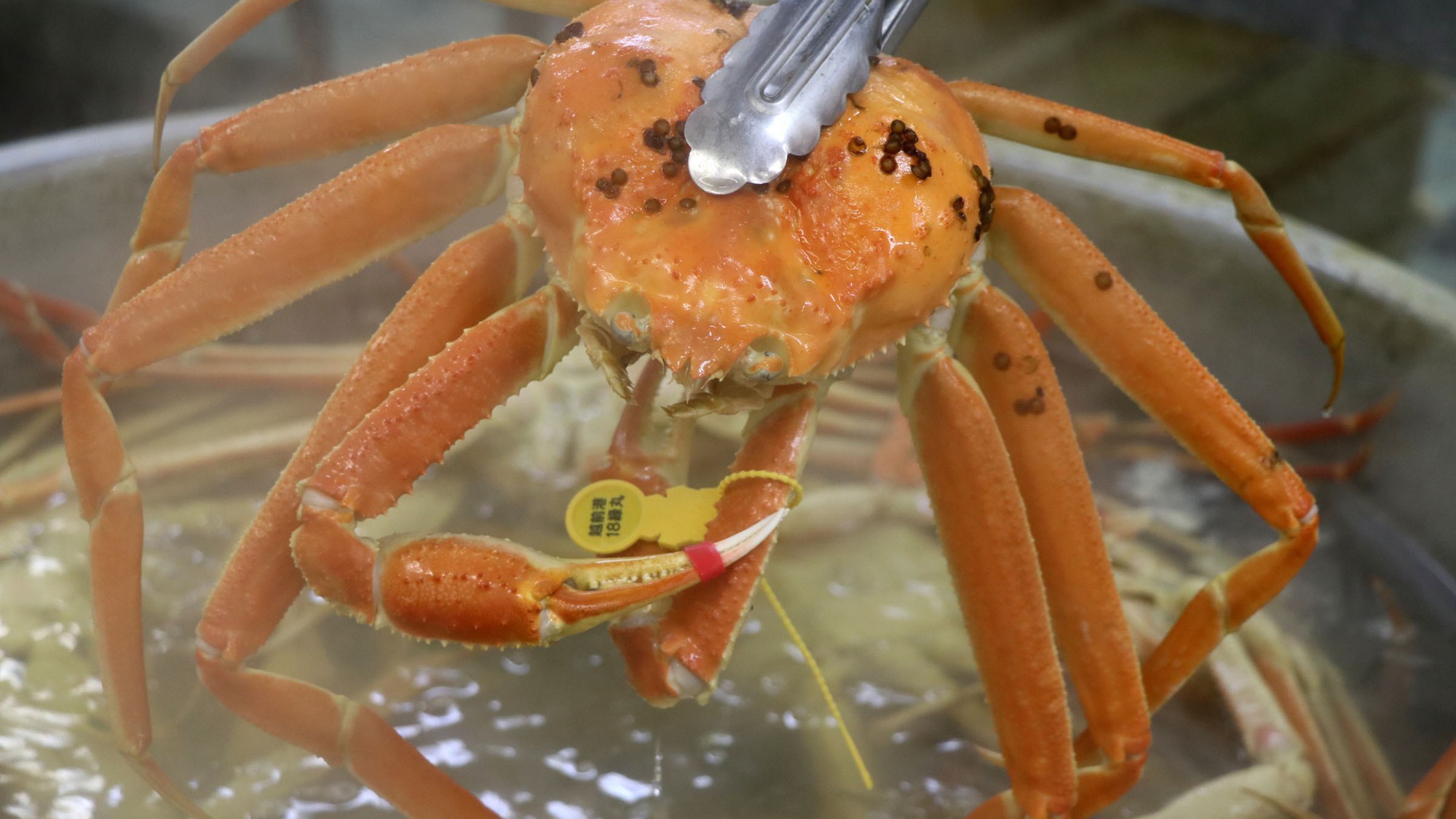 【県漁連タグ付蟹】二人で一杯！タグ付き越前がにフルコースハーフ＜一泊二食＞