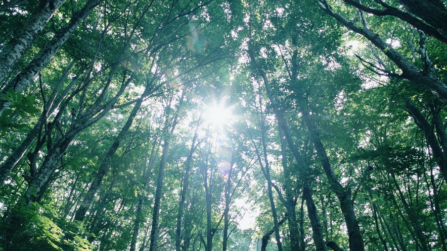 【夏の北湯沢】夏の太陽と緑林の間を流れる涼しい風。当館を出てすぐに大自然と出会うことができます。