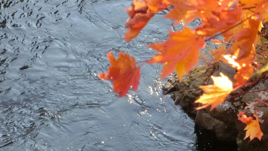 【秋の長流川】紅葉が美しく長流川を彩ります。