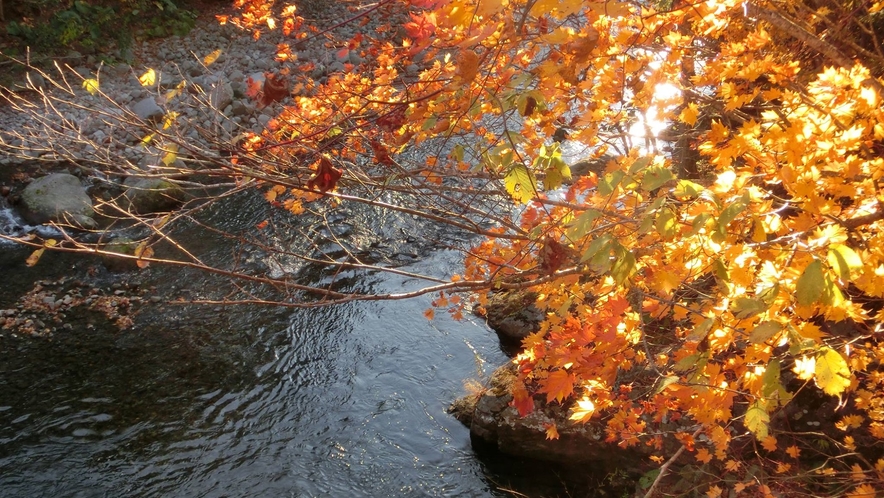 【秋の長流川】透明度の高い長流川。晴れた日には太陽が反射して水面がキラキラと揺れます。