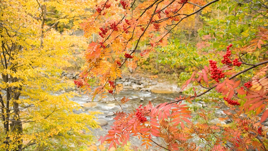 【秋の長流川】黄色や赤の紅葉が映える秋晴れの日。