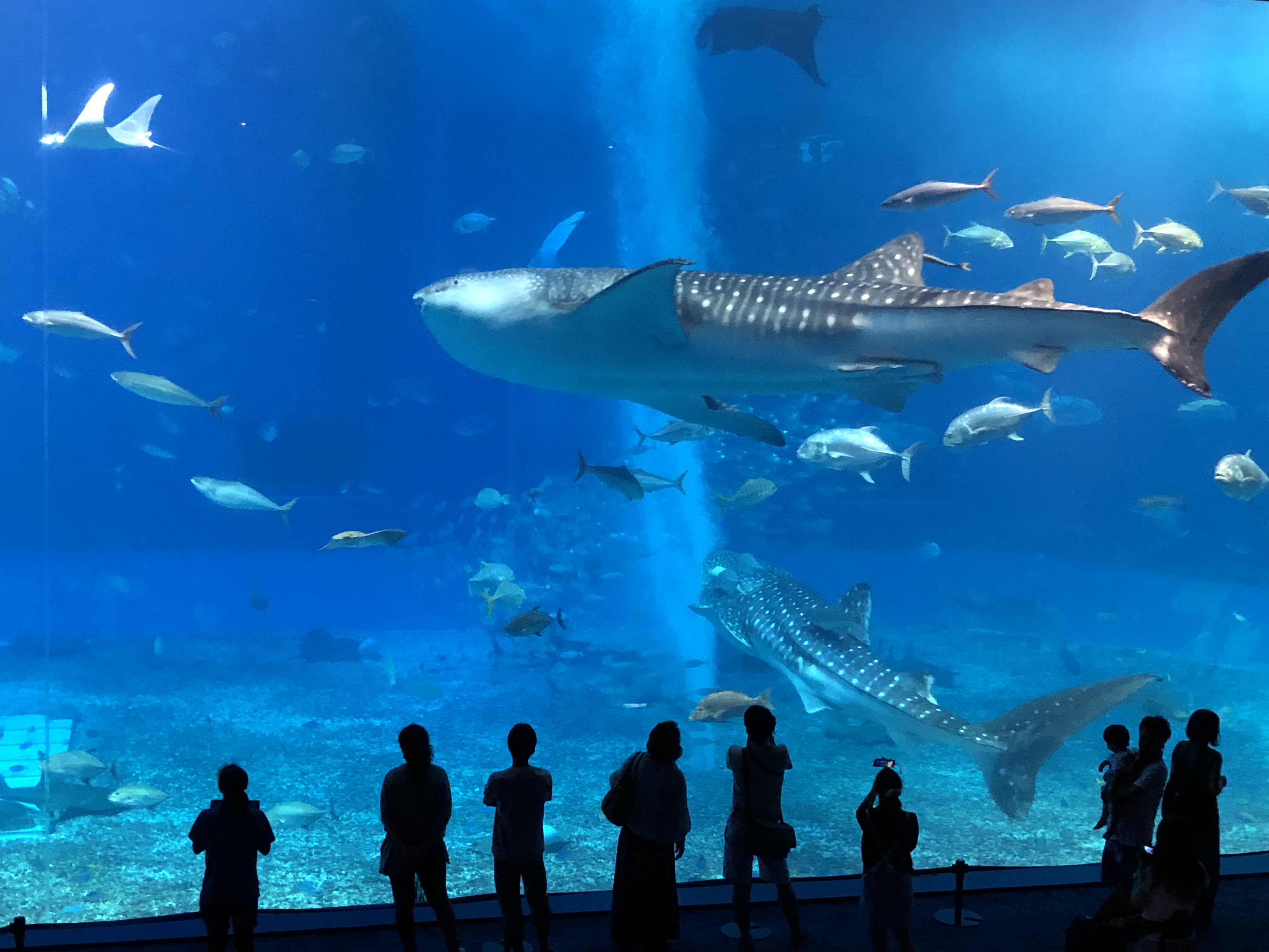 ・美ら海水族館まで車で約15分