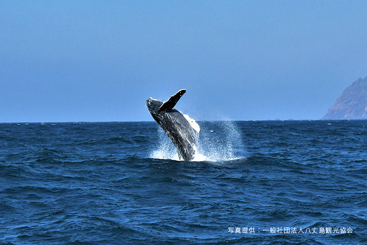 【冬季のみ】ザトウクジラのホエールウォッチング