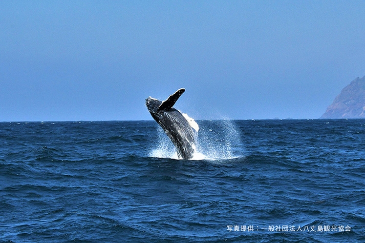 【冬季のみ】ザトウクジラのホエールウォッチング