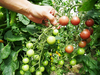 自家菜園のトマト