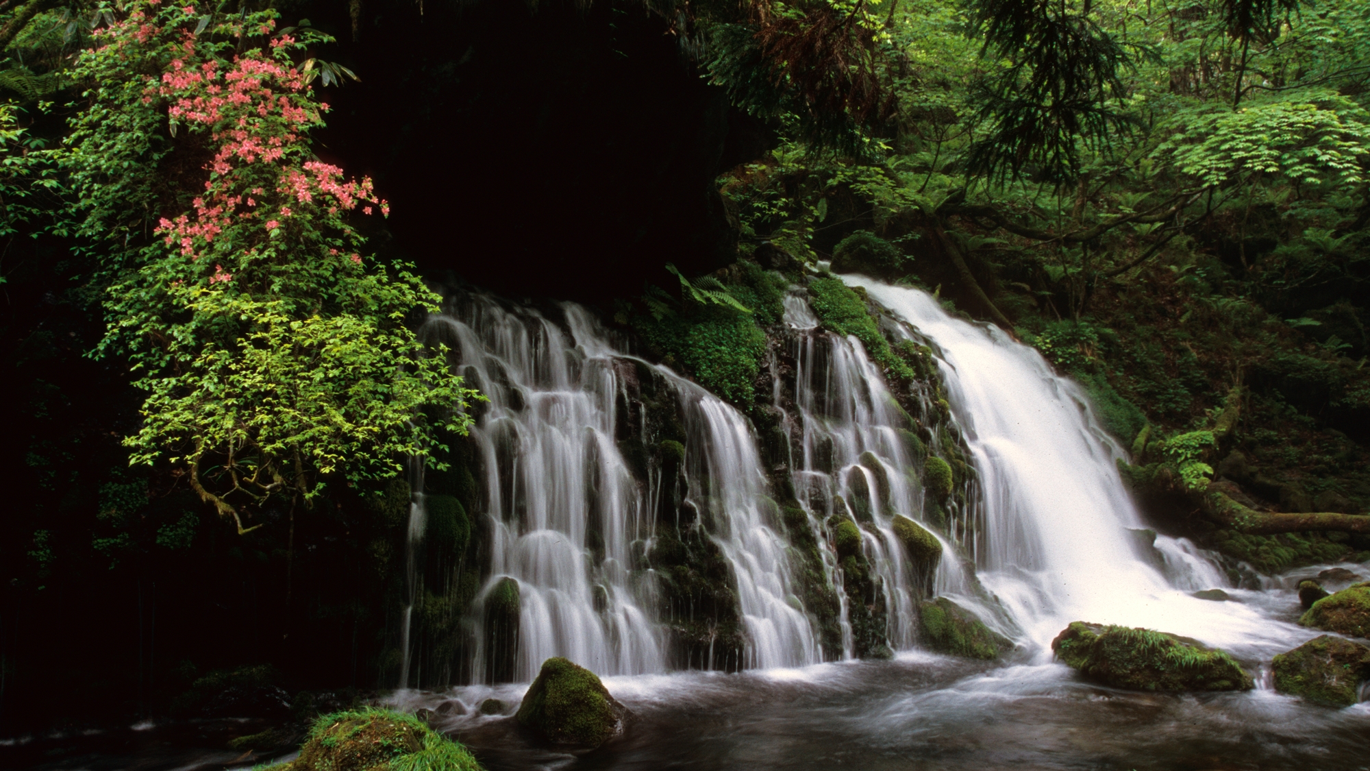 *【元滝伏流水】白い水と緑の苔が大変きれいで心が癒されます。