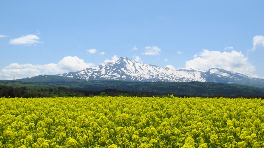 *【桃野菜の花畑】鳥海山の裾野に広がる菜の花畑。鳥海山の白と菜の花の黄色のコントラストが絶景です！