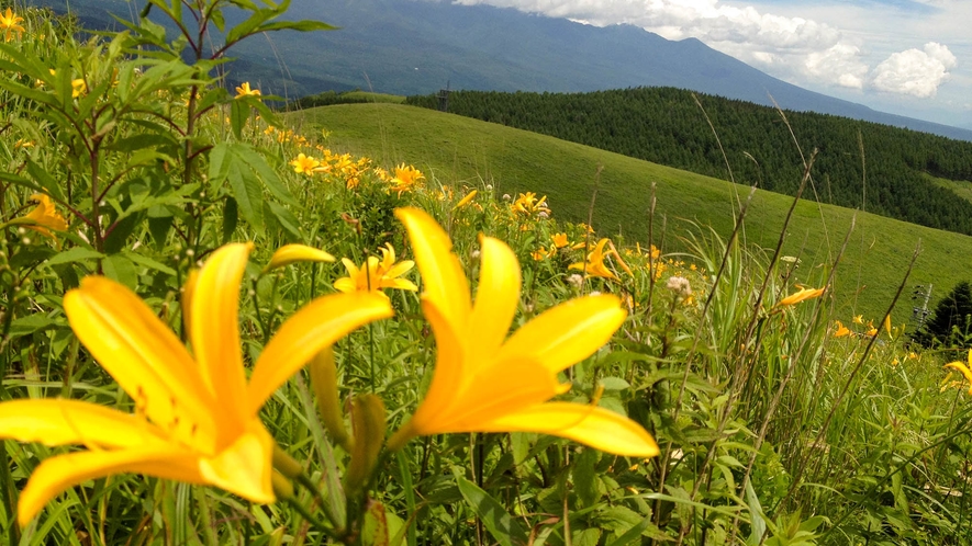 ・【周辺観光】季節の高山植物で色とりどりに染め上げられる霧ヶ峰