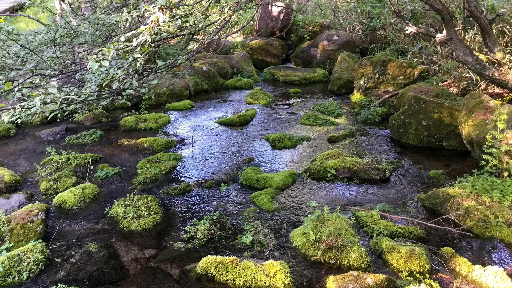 ・【周辺観光】樹林を巡る散策コースがある御泉水自然園