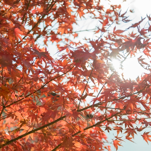 *【周辺観光】秋の箱根は紅葉の名所として楽しめるスポットがたくさん！