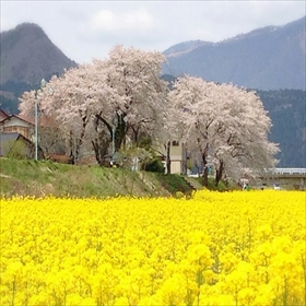 川渡河川敷の桜と菜の花