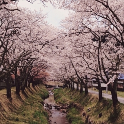 湯沢川の桜