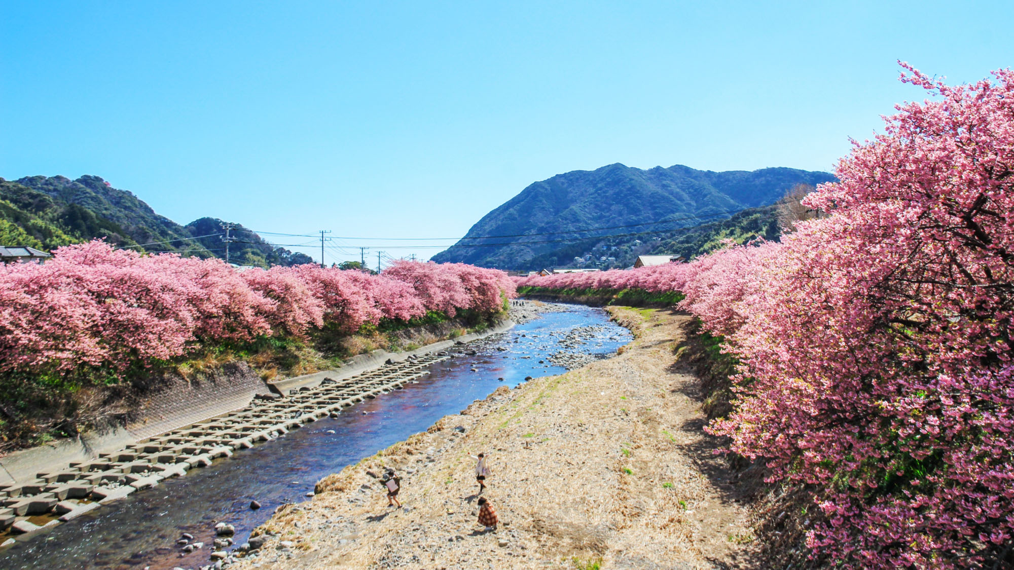 【河津桜】最寄り駅まで2駅。例年2月頃から咲き始める早咲きの桜の風景美でひと足早い春の訪れを。