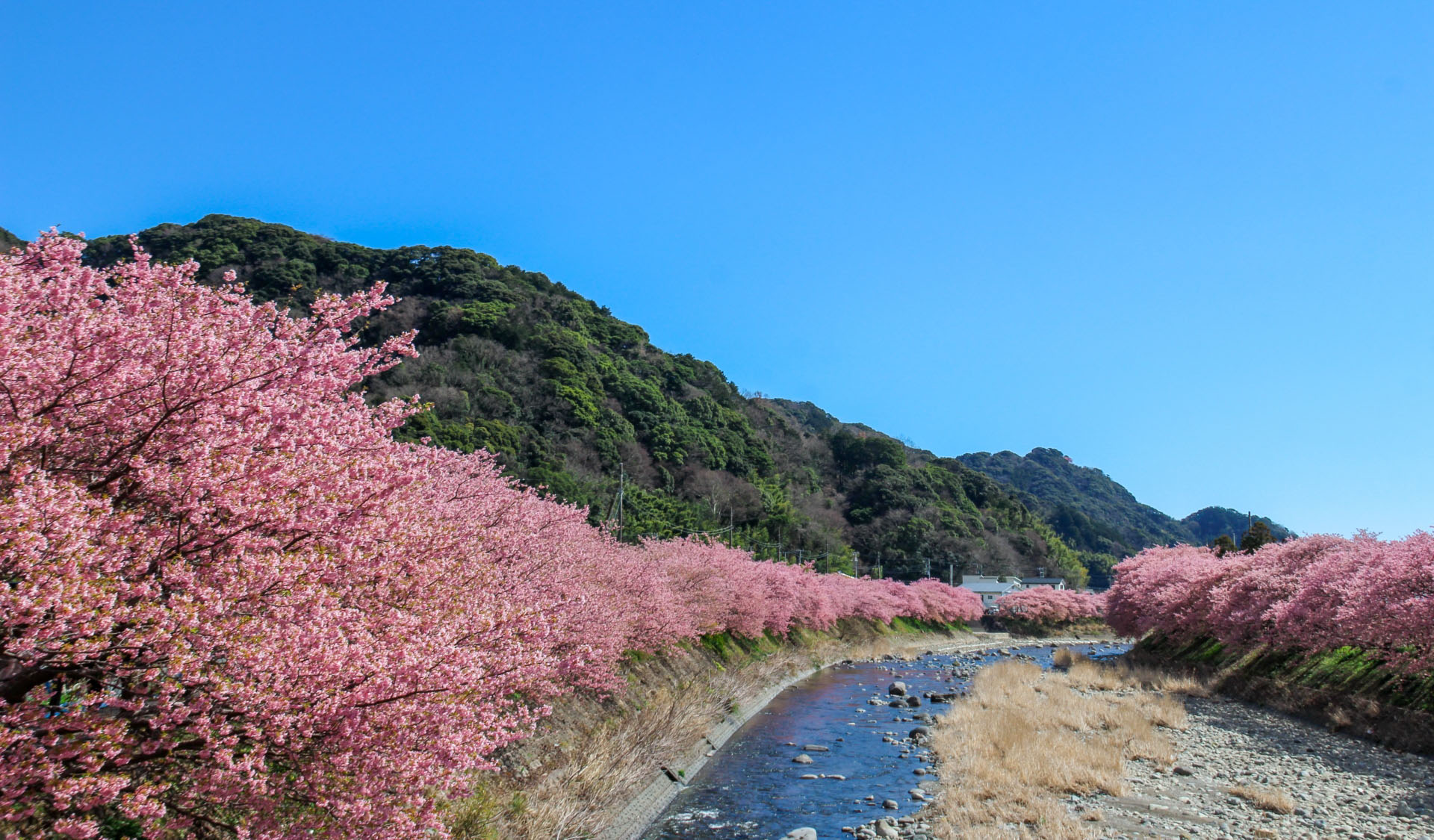 【河津桜まつり】最寄り駅まで2駅。＜夜桜見学、送迎付き・特典付きプラン＞展開中！