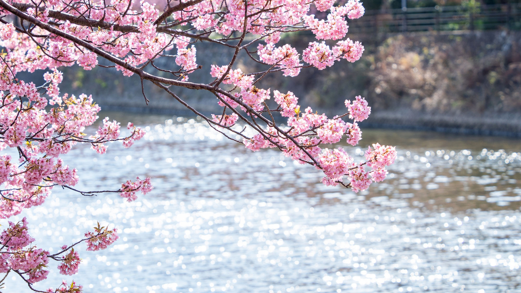 【河津桜】最寄り駅まで2駅。例年2月頃から咲き始める早咲きの桜の風景美でひと足早い春の訪れを。