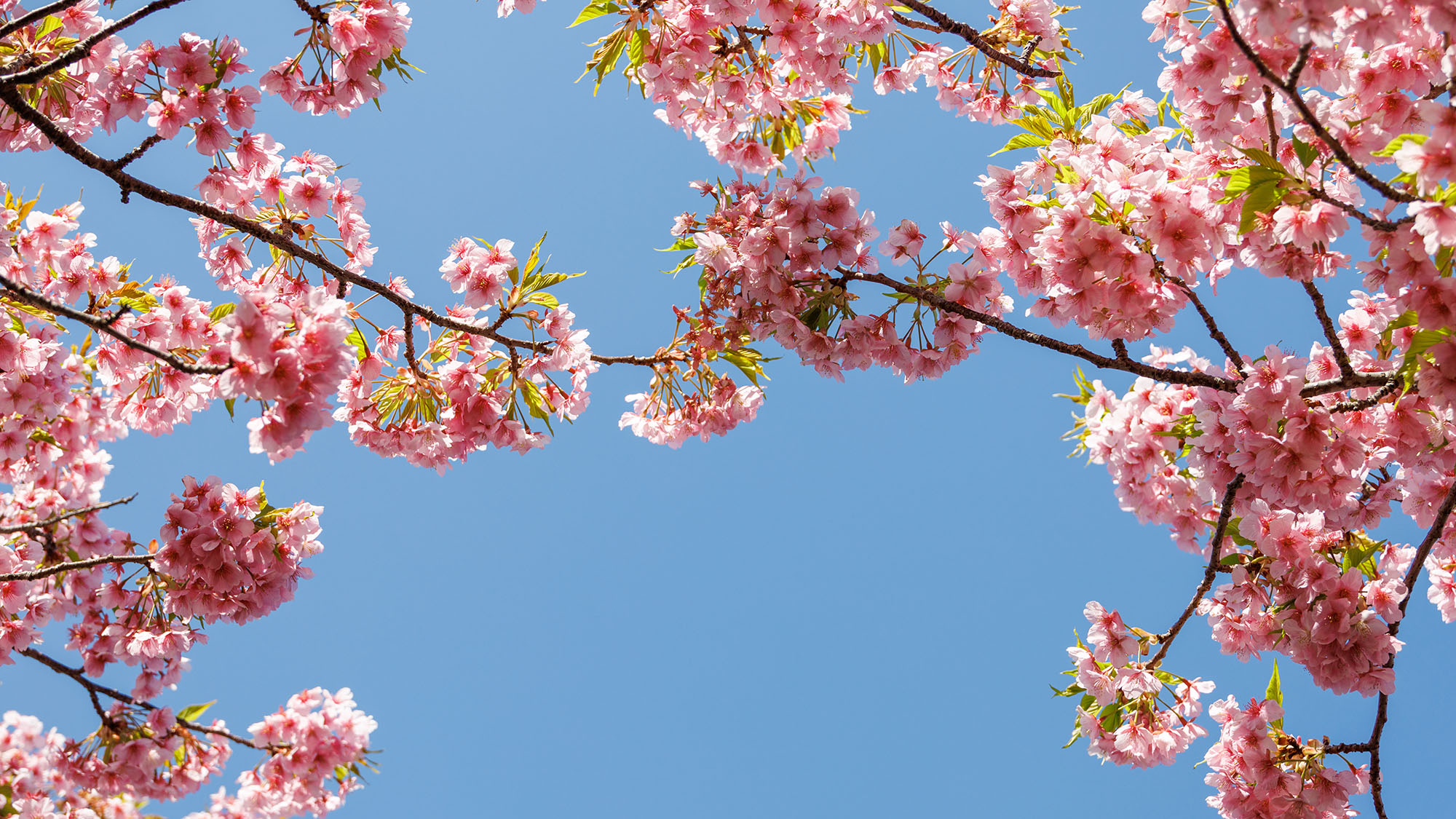【河津桜】最寄り駅まで2駅。例年2月頃から咲き始める早咲きの桜の風景美でひと足早い春の訪れを。