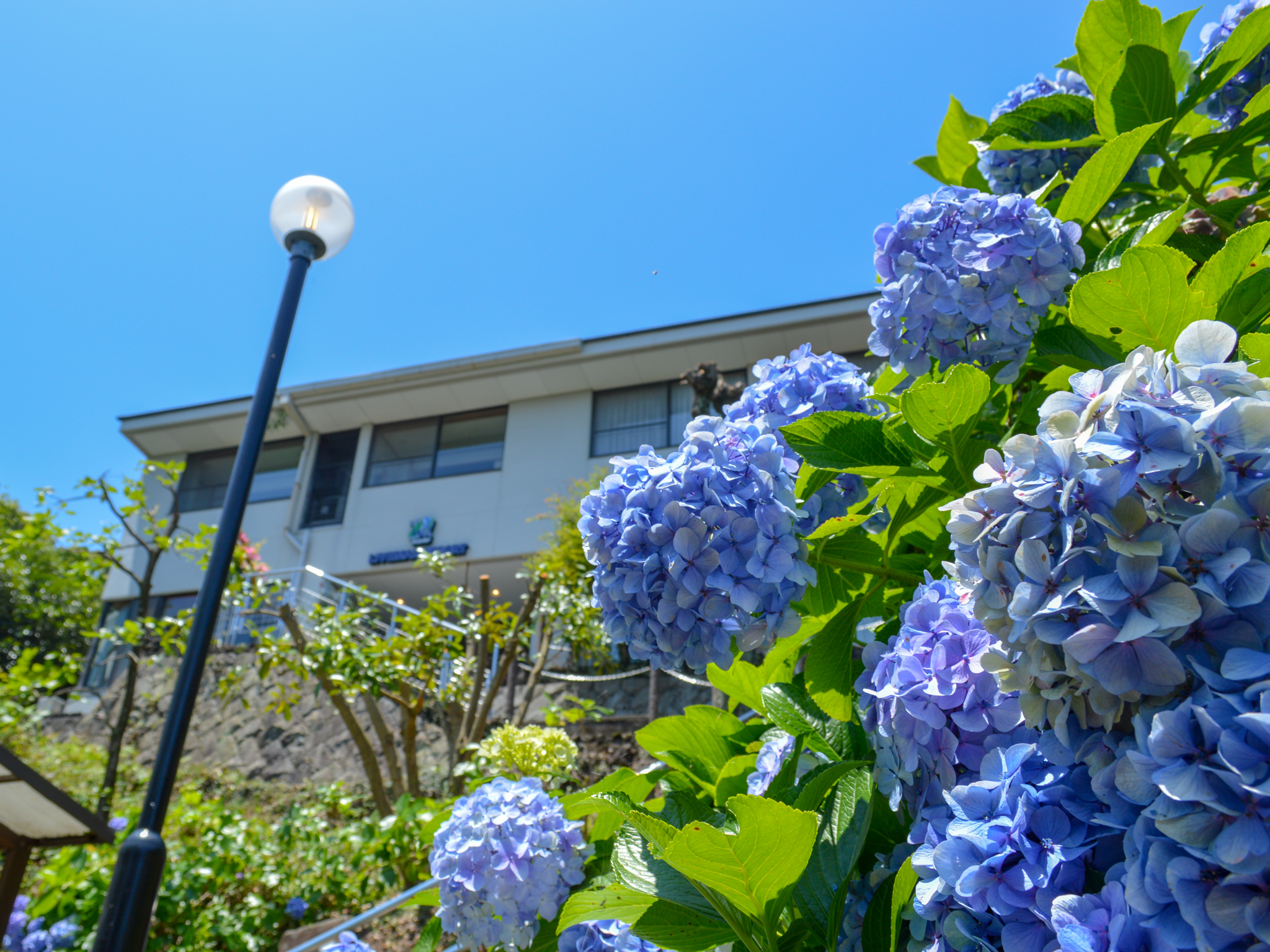 外観　あじさい