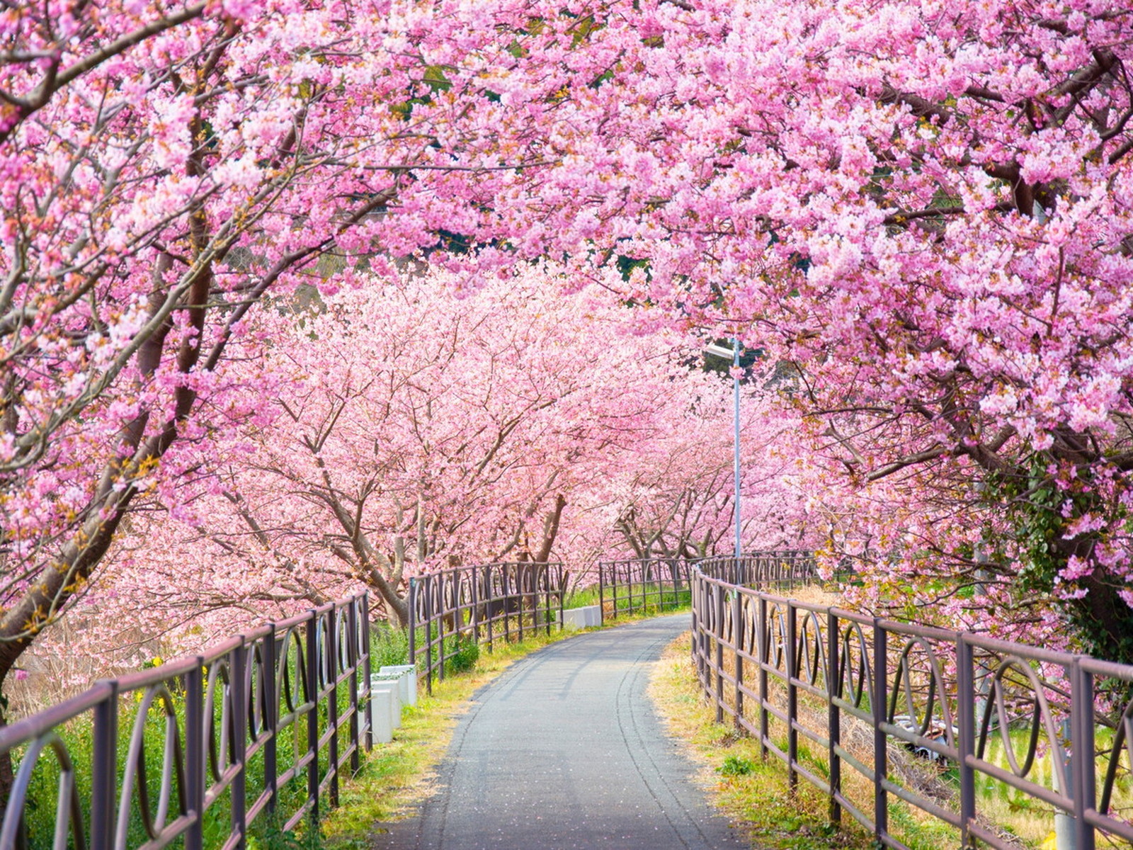 【河津桜まつり】2026年2月7日～3月8日開催！夜桜のライトアップは幻想的な美しさ♪