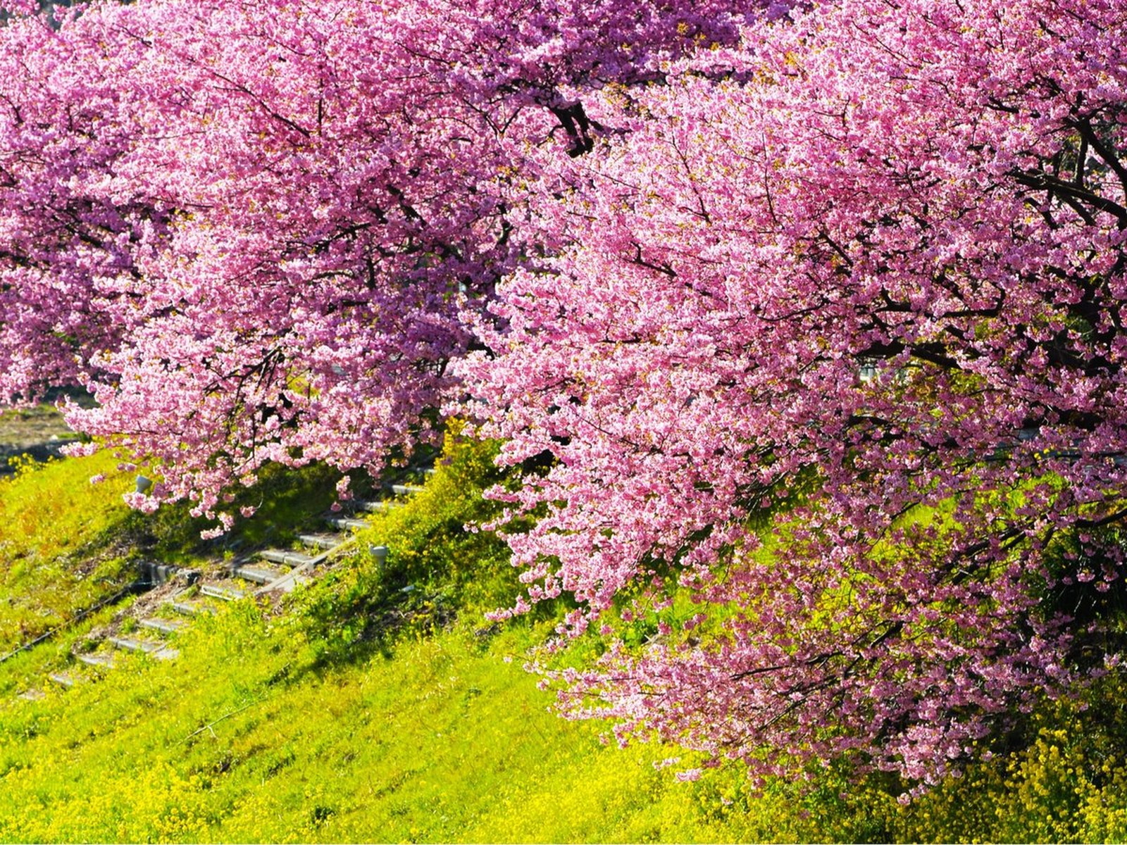 【みなみの桜と菜の花まつり】南伊豆名物！早咲きの桜と菜の花のコントラストが綺麗です♪