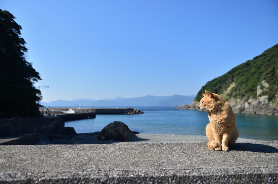 猫が多い深島