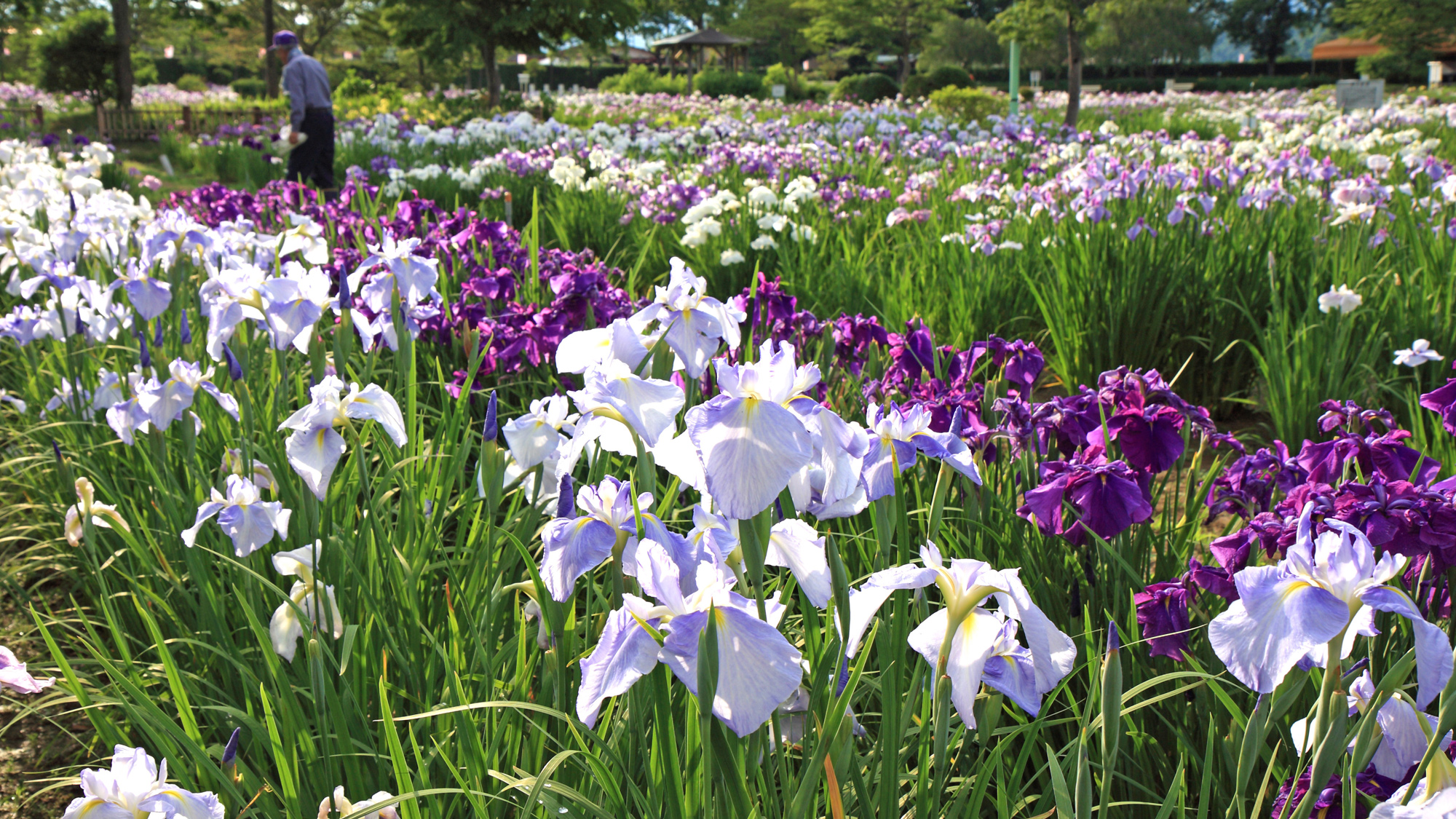 一迫山王史跡公園のあやめ園（車15分）