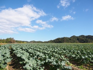 京丹後のキャベツ畑