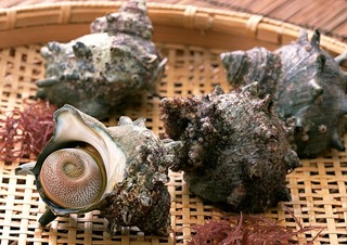 海藻を食べて大きくなる「京丹後サザエ」