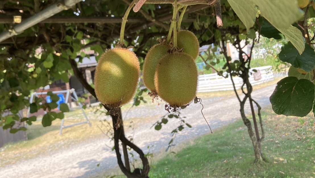 敷地内には自然栽培のフルーツ！収穫の時期はプレゼントいたします♪【キウイ】