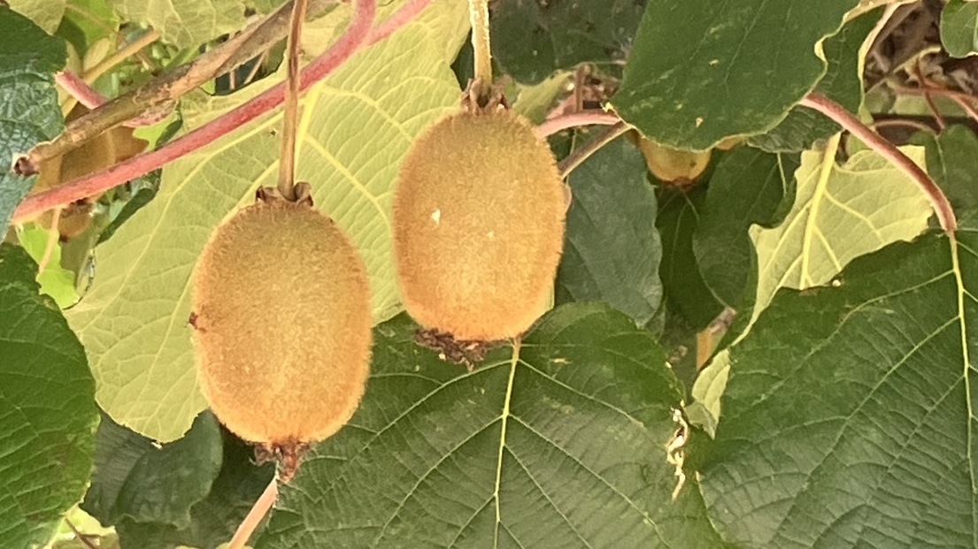 敷地内には自然栽培のフルーツ！収穫の時期はプレゼントいたします♪【キウイ】