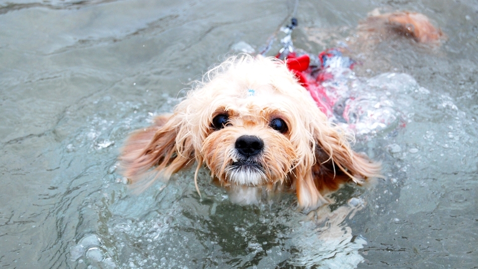 愛犬と琵琶湖を満喫！