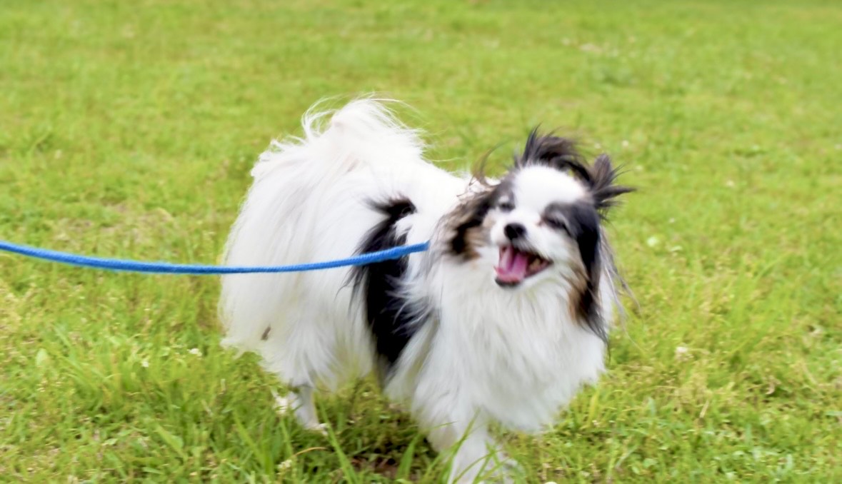 愛犬と一緒に琵琶湖散策♪