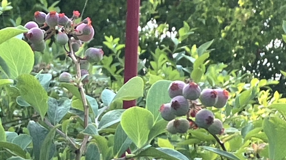敷地内には自然栽培のフルーツ！収穫の時期はプレゼントいたします♪【ブルーベリー】