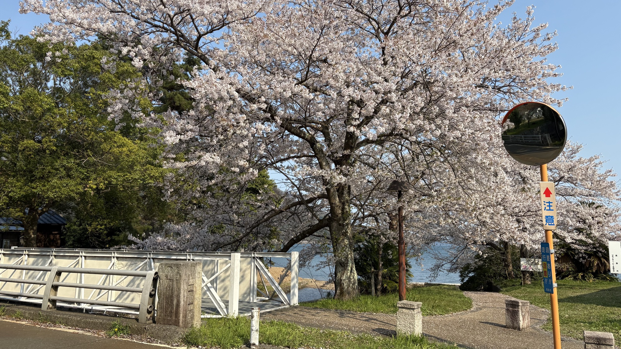 春のマキノサニービーチは桜が見られます♪