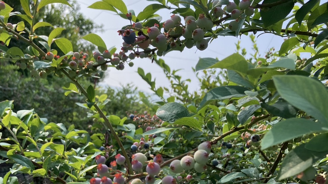 敷地内には自然栽培のフルーツ！収穫の時期はプレゼントいたします♪【ブルーベリー】