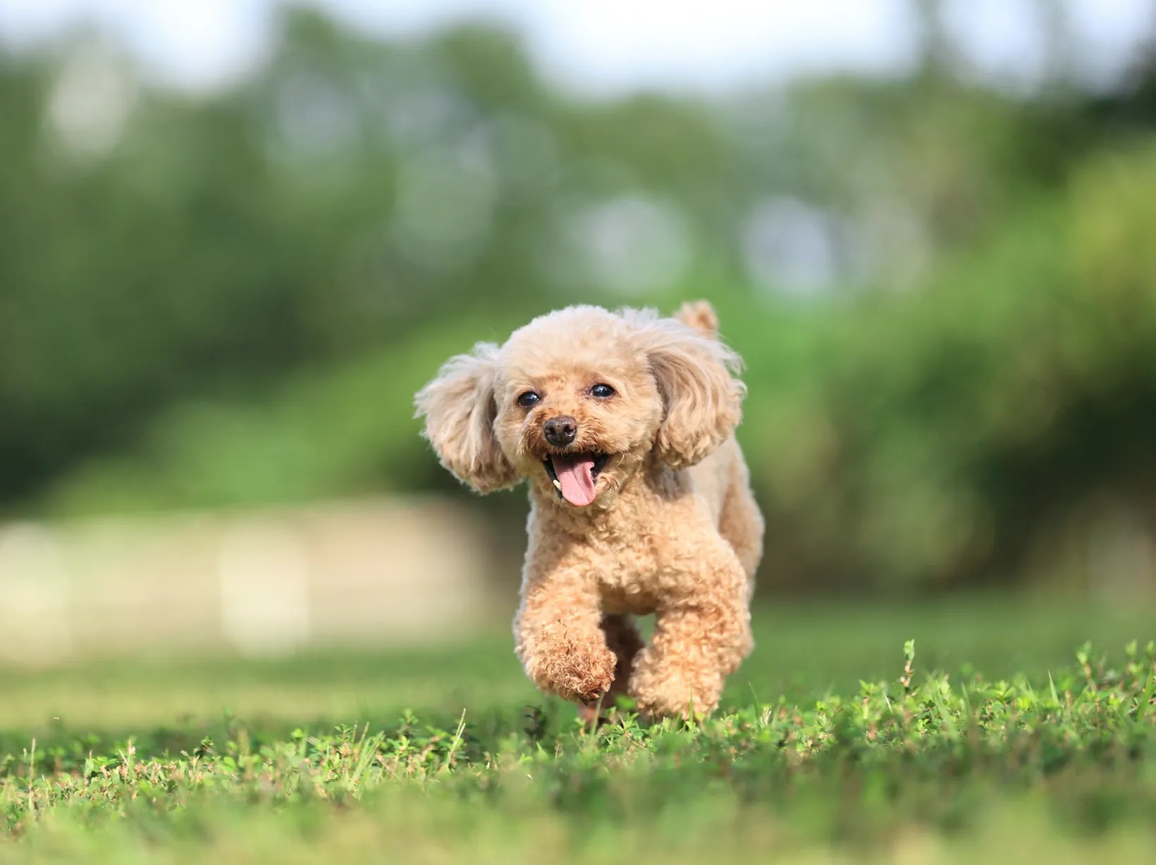 愛犬も大はしゃぎ！自然豊かなコテージステイ♪