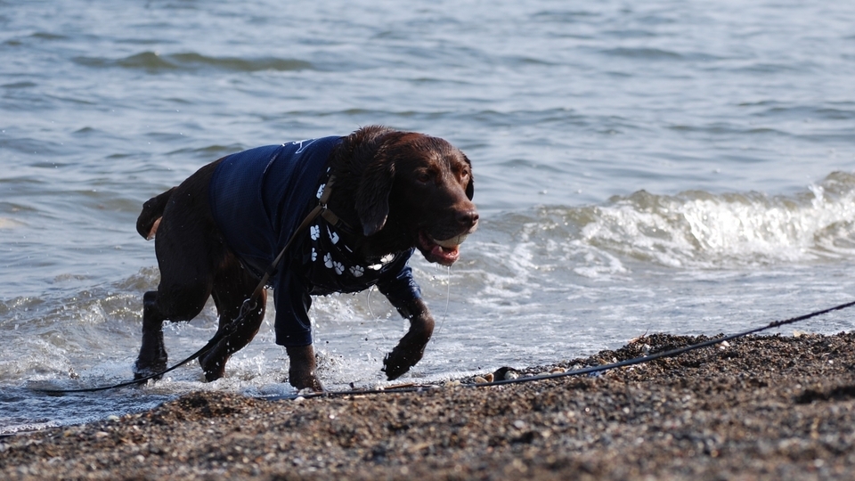 愛犬と宿泊可能♪