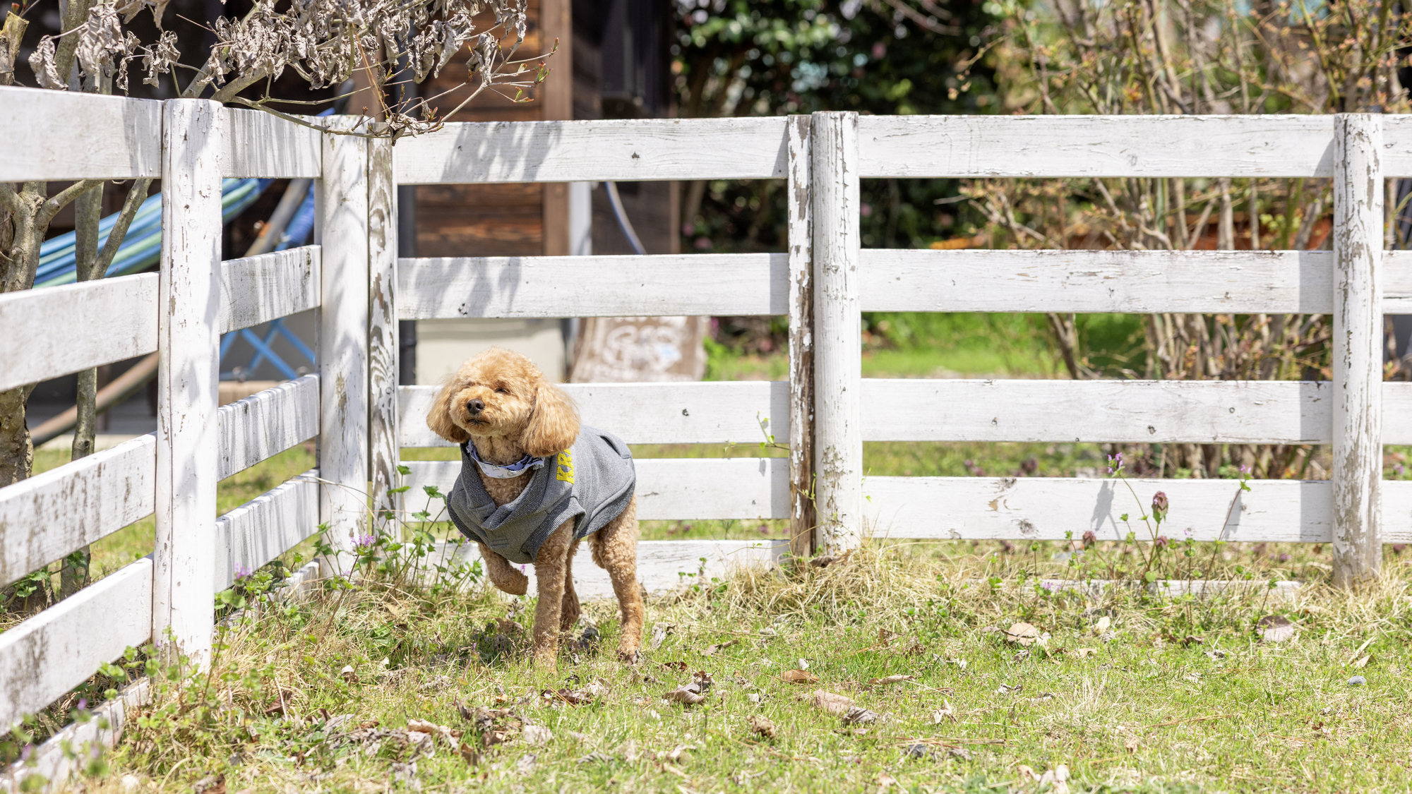 当館敷地内にはドッグランがございます。