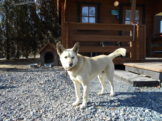 湯本本館と湯本山荘の看板犬クッキー君