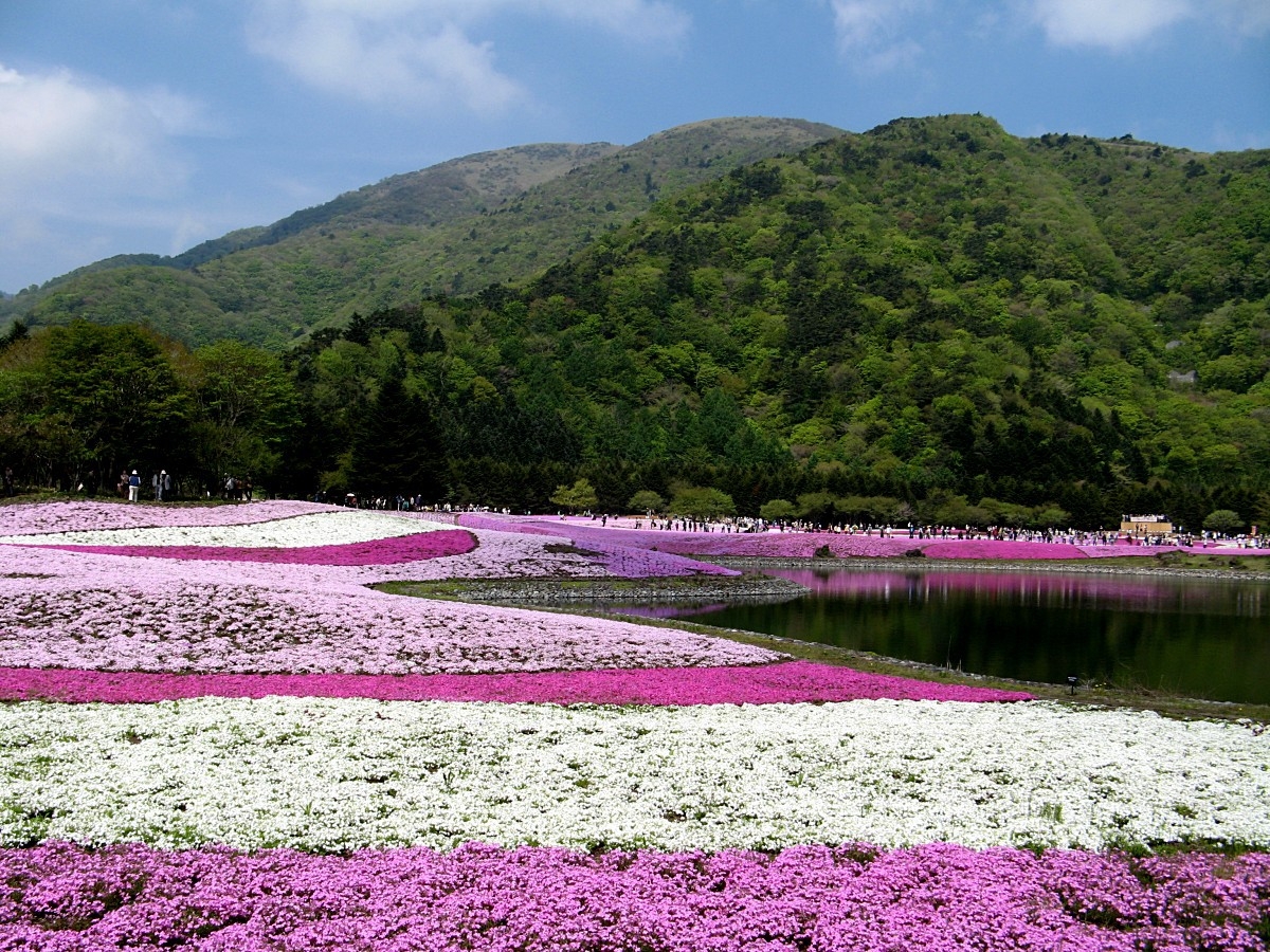 ■富士芝桜まつりに一番近い宿、新緑の朝霧高原と春の花を楽しむ。