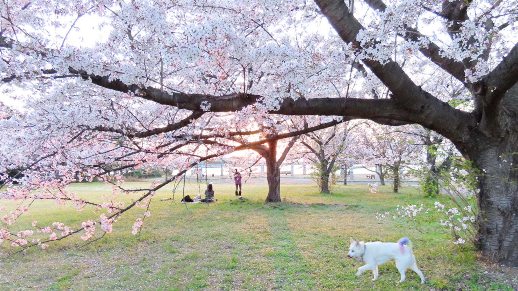 ・わんちゃんと一緒にお花見！愛犬家との宴会や桜と愛犬の撮影もお楽しみください